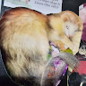 Meet your Posher, Kristen